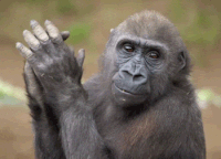 Chimpancé aplaudiendo: Gifs animados sin copyright