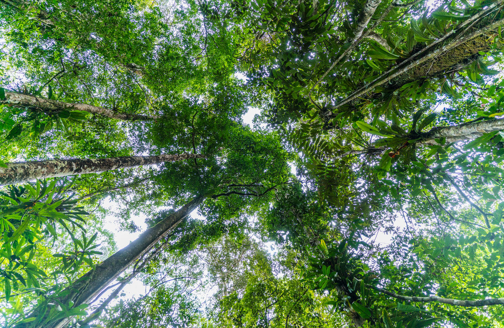 Sonidos de fondo bosque tropical 1, efectos de sonido, descargar en mp3 gratis
