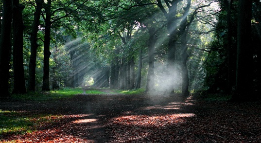 Atardecer en el bosque: Video naturaleza (con audio del bosque y aves) descargar gratis