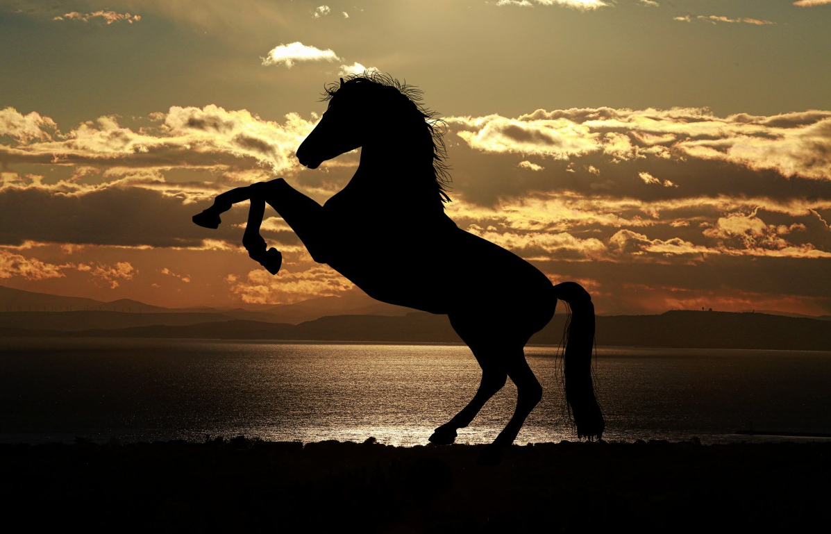 Caballo relinchando y galopando: Efectos de sonido misterio y suspenso
