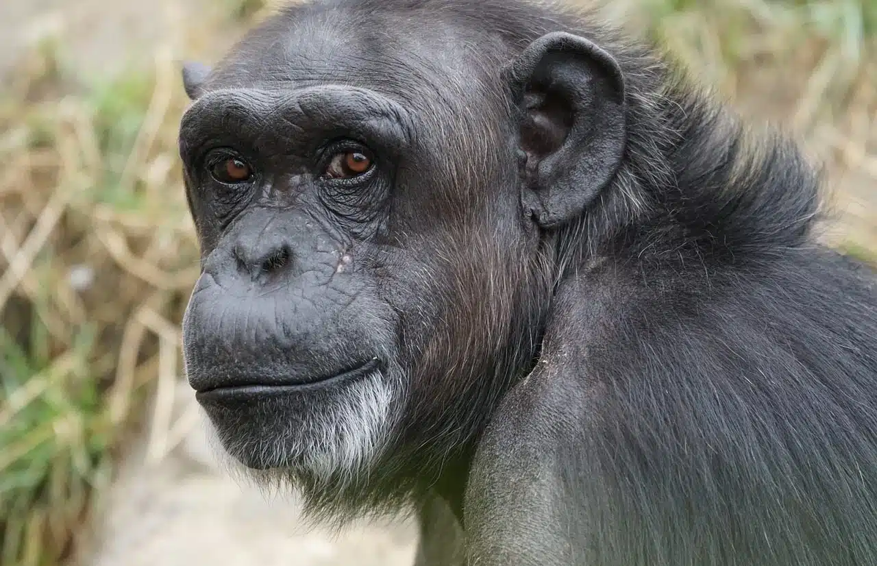 Chimpancé aplaudiendo: Gifs animados sin copyright