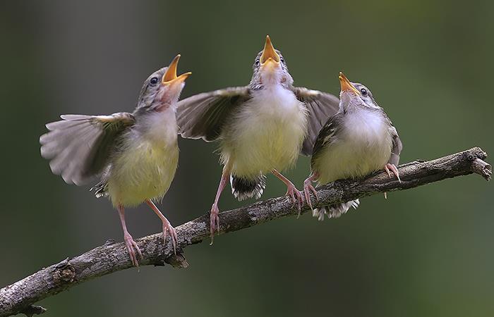 Aves silbando en el bosque: Efectos de sonido sin Copyright
